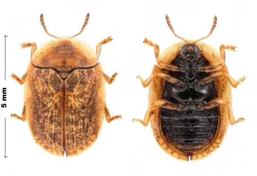Hypocassida subferruginea